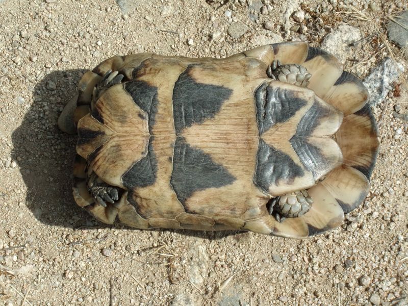 Testudo marginata di Telti (OT)